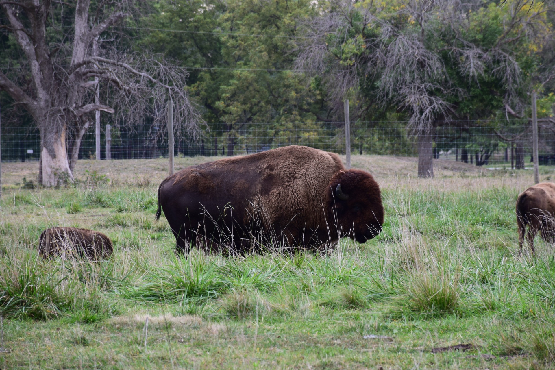 Bison bull at Botna Bend.