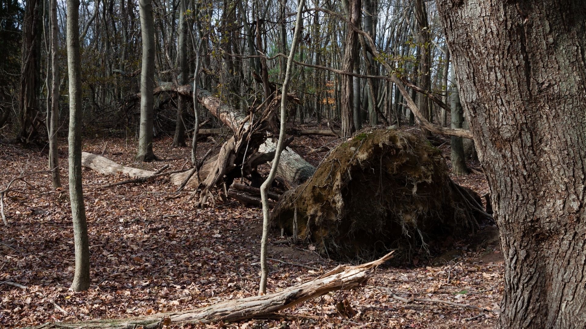 When a Tree Falls in the Woods  Blog  Pottawattamie Conservation