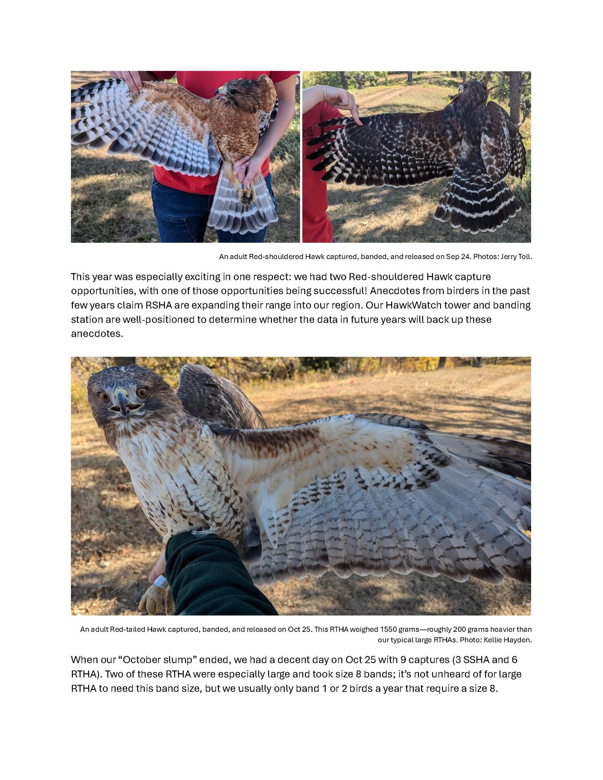 Banding Report 2024 image with red-shouldered hawk